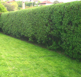 Hedge Trimming